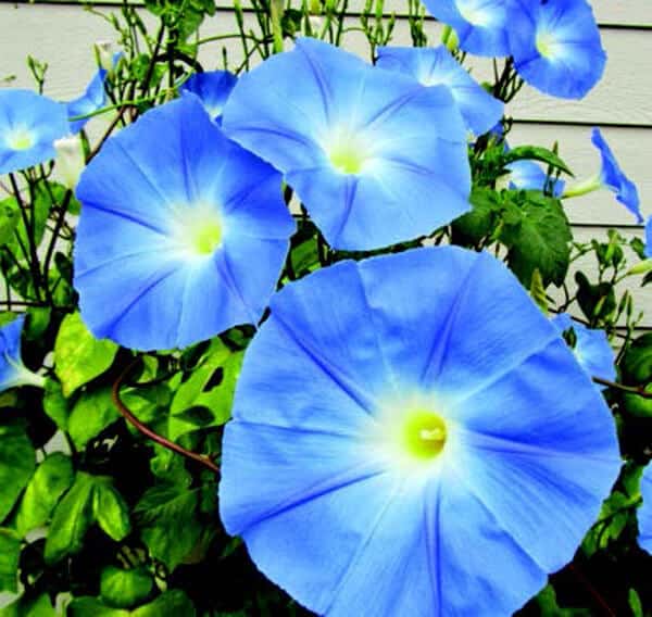 Packet of Heavenly Blue Morning Glory Seeds by Seeds 'n Such showing vibrant blue flower seeds and packaging.