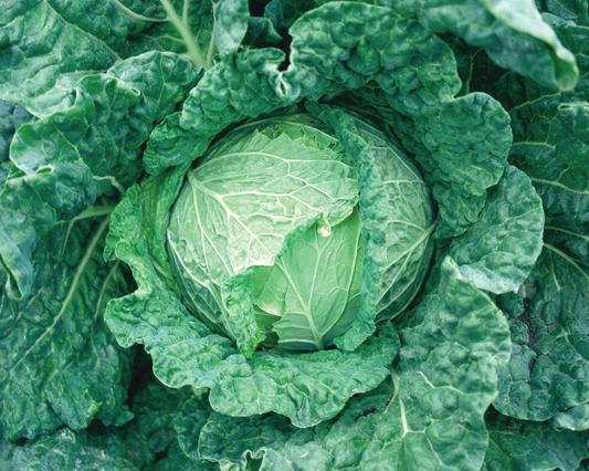 Packet of Seeds 'n Such Savoy King Hybrid Savoy Cabbage Seeds with 75 seeds for gardening or planting.