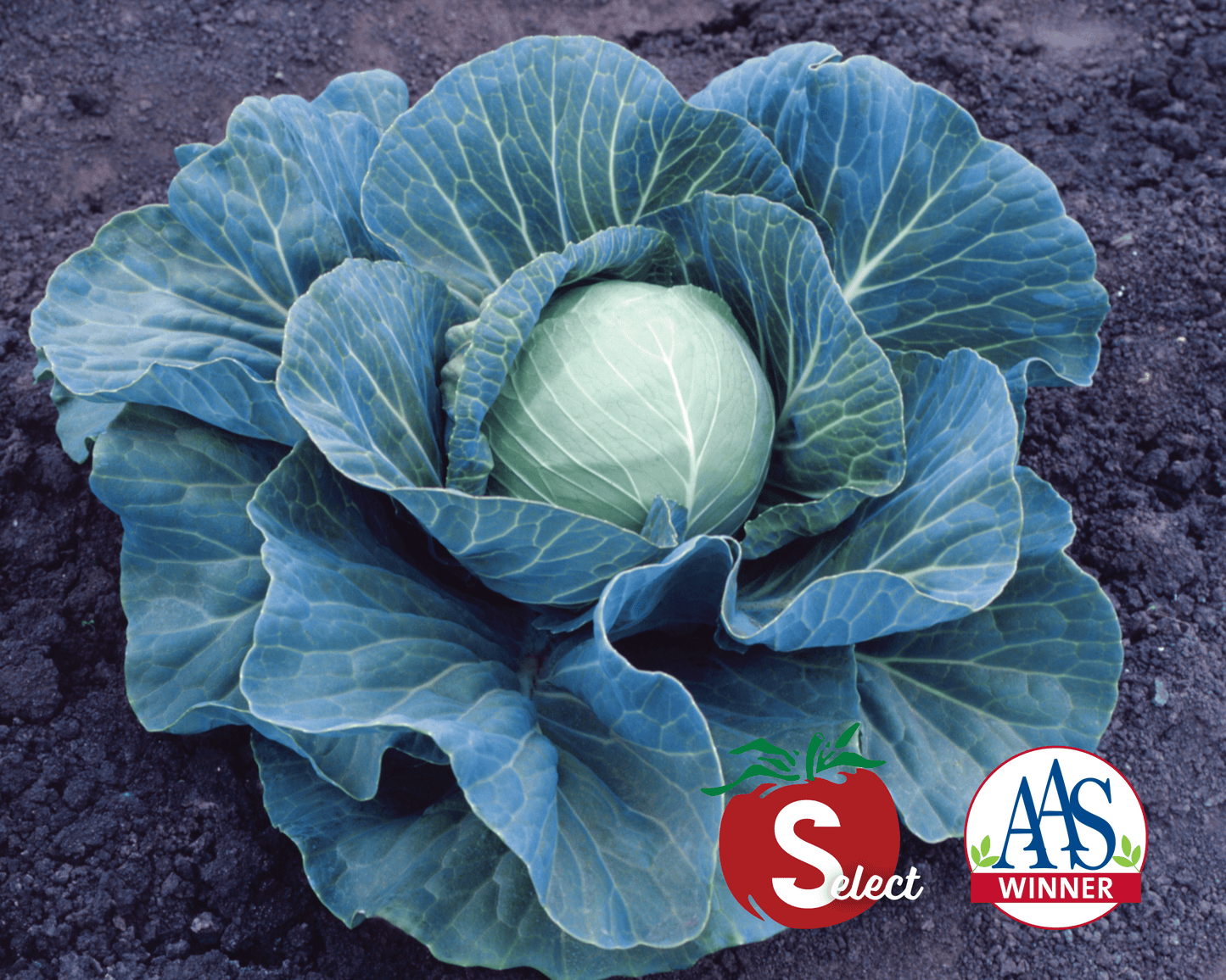 Packet of Stonehead Hybrid Cabbage Seeds by Seeds 'n Such showing 75 seeds in a colorful packet.