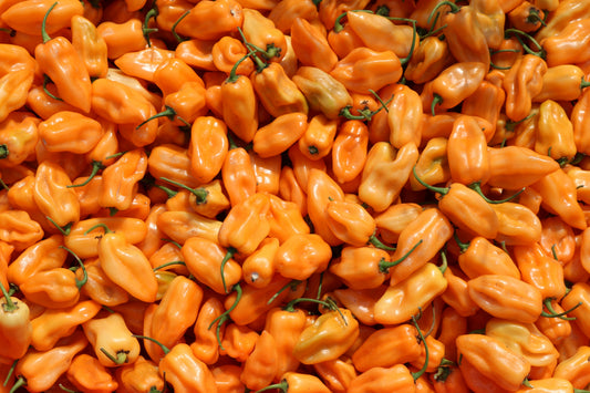 Packet of Chichen Itza hybrid pepper seeds by Seeds 'n Such, showing 8-10 vibrant pepper seed packets for planting.