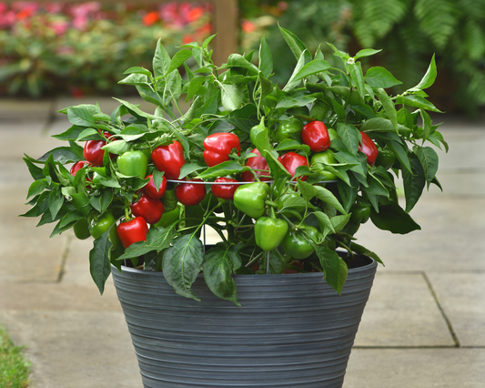 Packet of Snackabelle Red Hybrid Pepper Seeds from Seeds 'n Such, showing 8-10 seeds in a colorful packet.