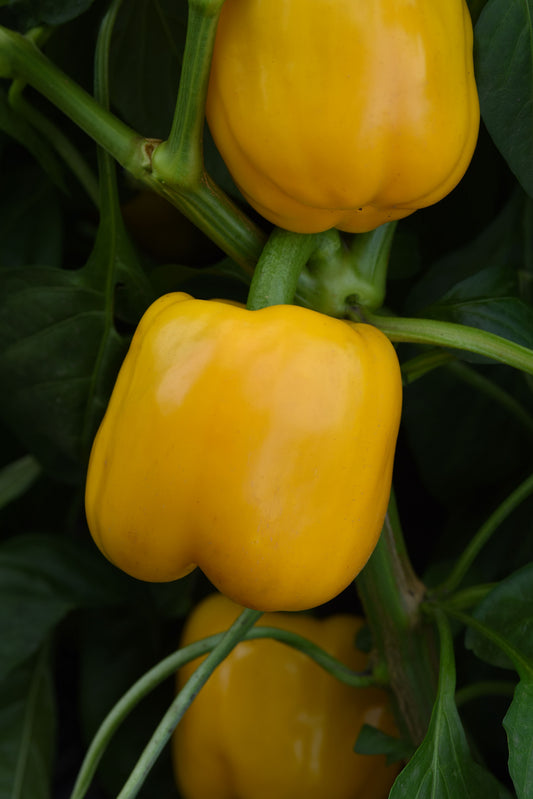 Trailblazer Hybrid Pepper Seeds packet by Seeds 'n Such showing 8-10 pepper seeds in a bright seed packet.