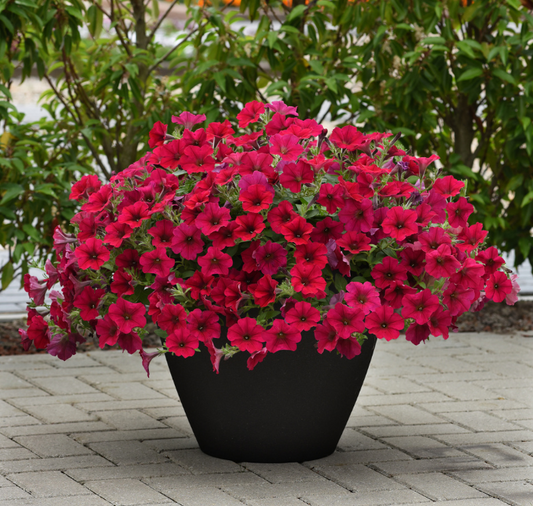 Carmine Velour Wave spreading Petunia seed packet from Seeds 'n Such with 8 pellets for vibrant garden flowers