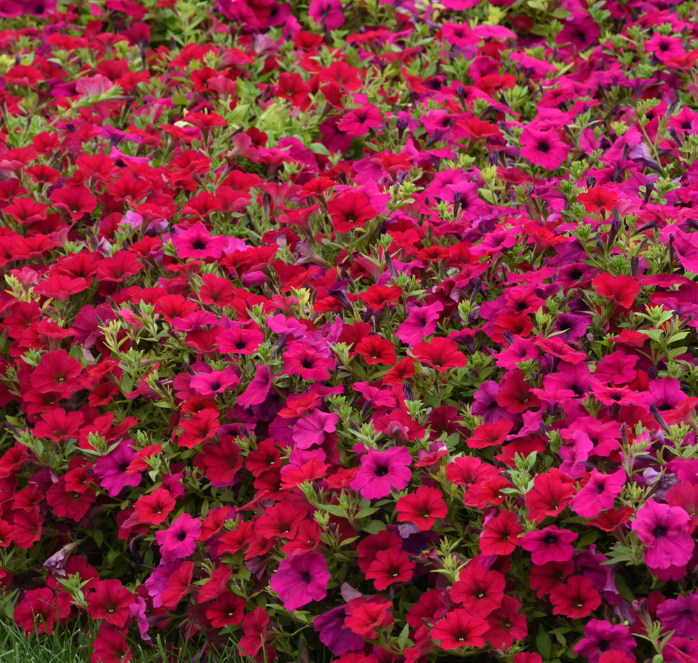 Carmine Velour Wave spreading petunia seeds from Seeds 'n Such in a packet with 8 pellets, ready for planting and gardening.