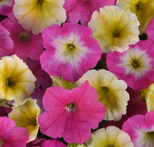 E3 Easy Wave Sweet Taffy Mix hybrid petunia seeds in seed packet, vibrant flower variety from Seeds 'n Such