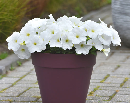 White hybrid spreading petunia from E3 Easy Wave variety in Seeds 'n Such seed packet, shown with vibrant blooms and green foliage.