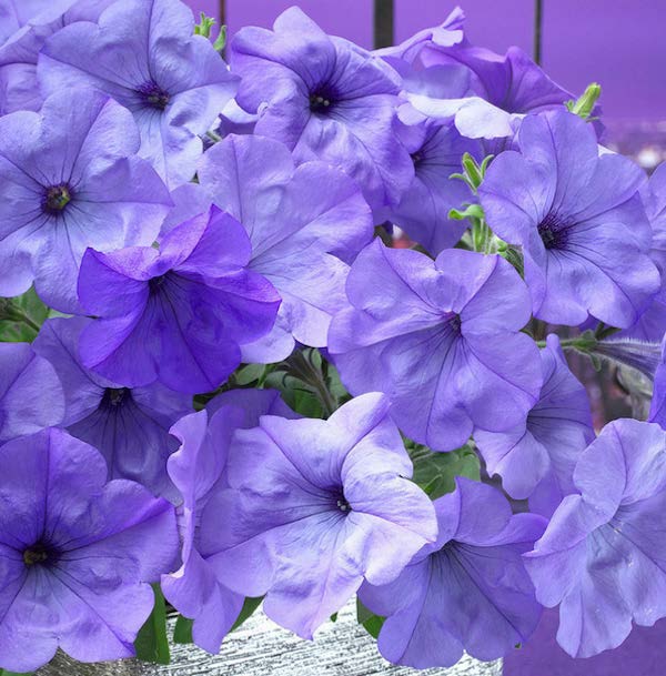 Packet of Seeds 'n Such Evening Scentsation Hybrid Spreading Petunia Seeds showing 8 pellets for vibrant garden blooms