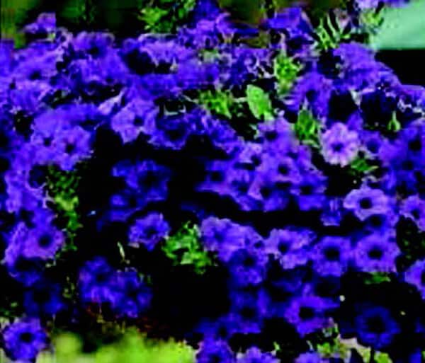Hybrid Easy Wave Blue Spreading Petunia Seeds from Seeds 'n Such in a packet with 8 pellets for vibrant garden blooms.