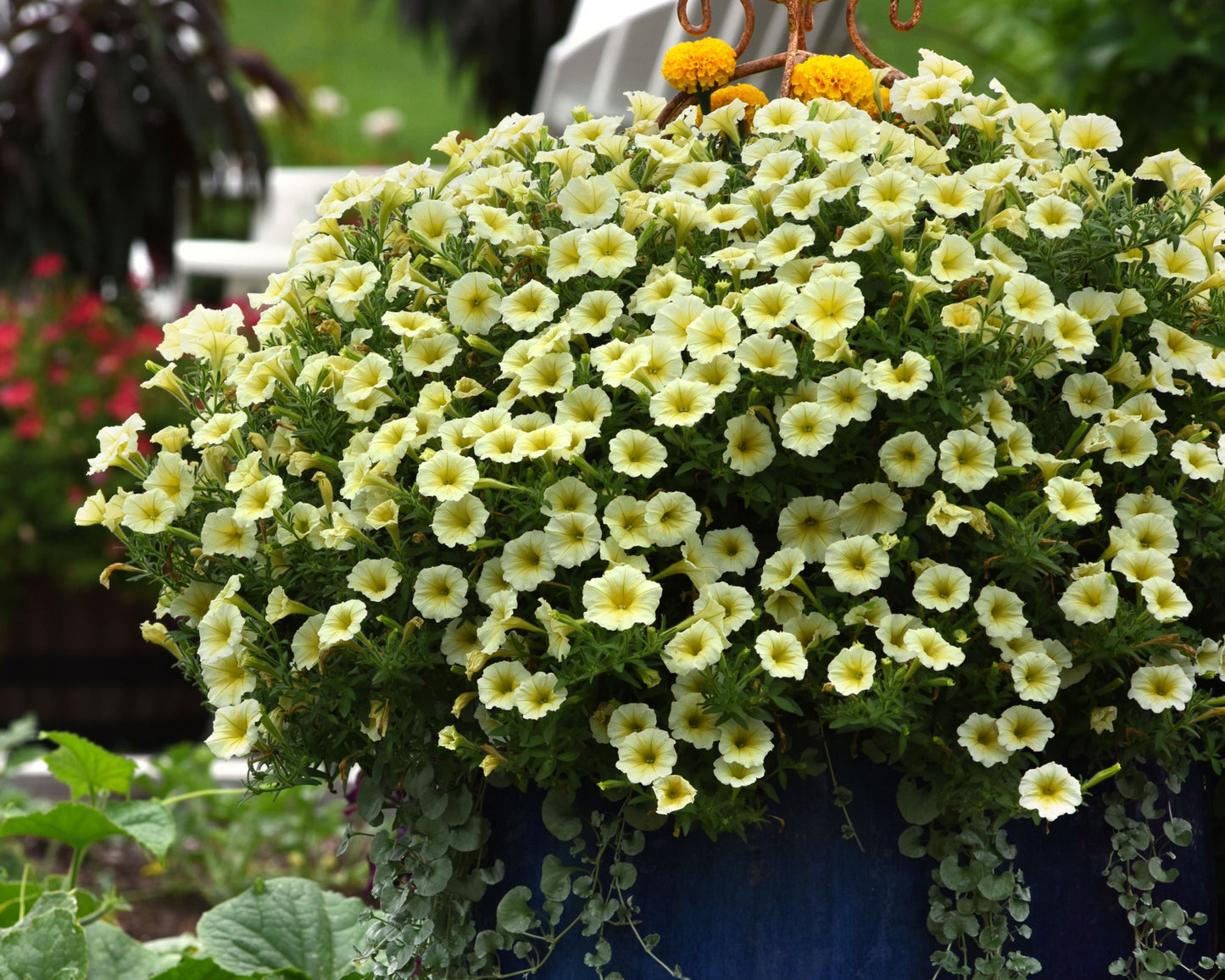 Hybrid Easy Wave Yellow Petunia Seeds by Seeds 'n Such in a packet with 8 pellets for spreading and vibrant yellow flowers.