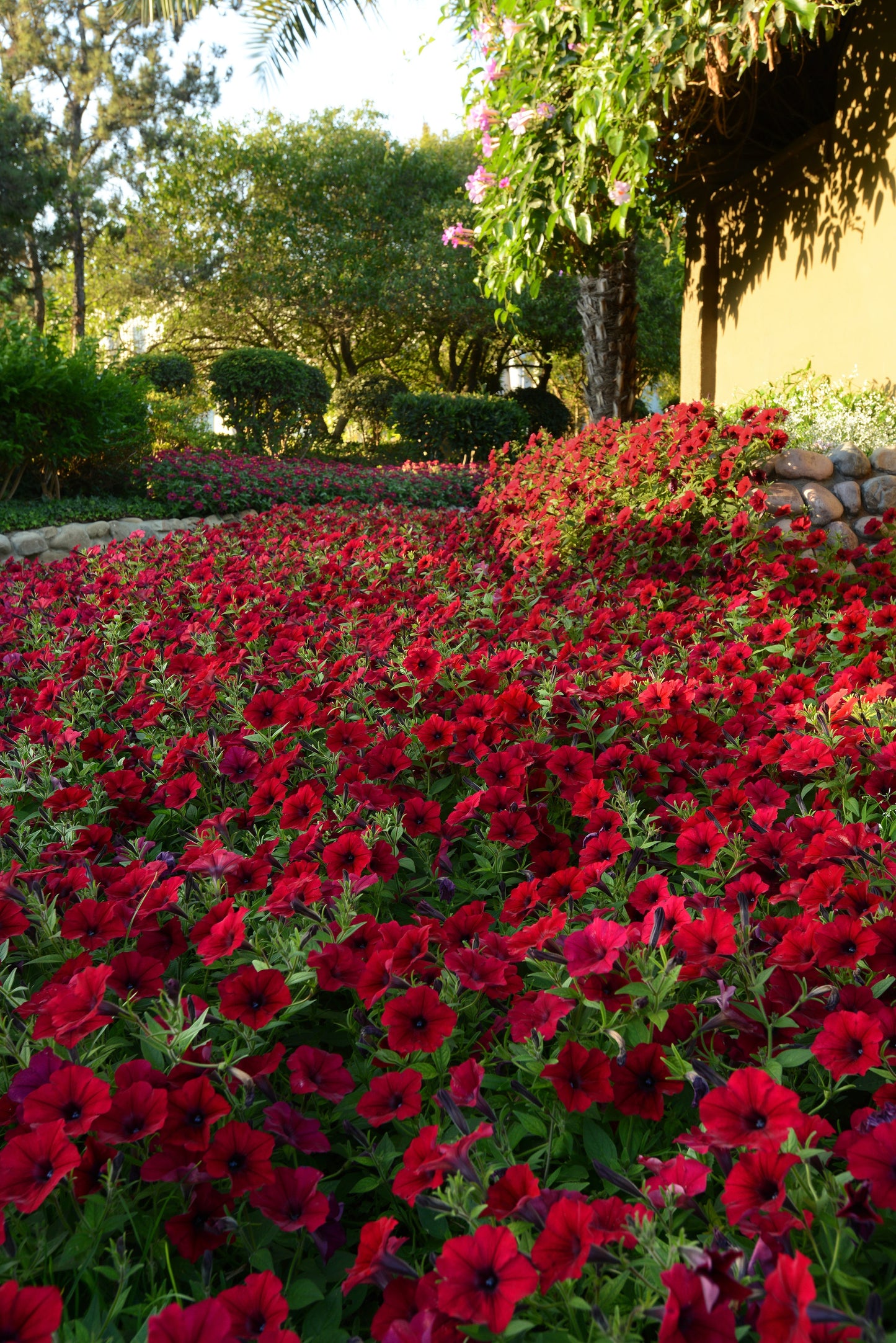 Hybrid Tidal Wave Red Velour Spreading Petunia Seeds by Seeds 'n Such in a packet with 8 pellets, showcasing vibrant flower seeds.