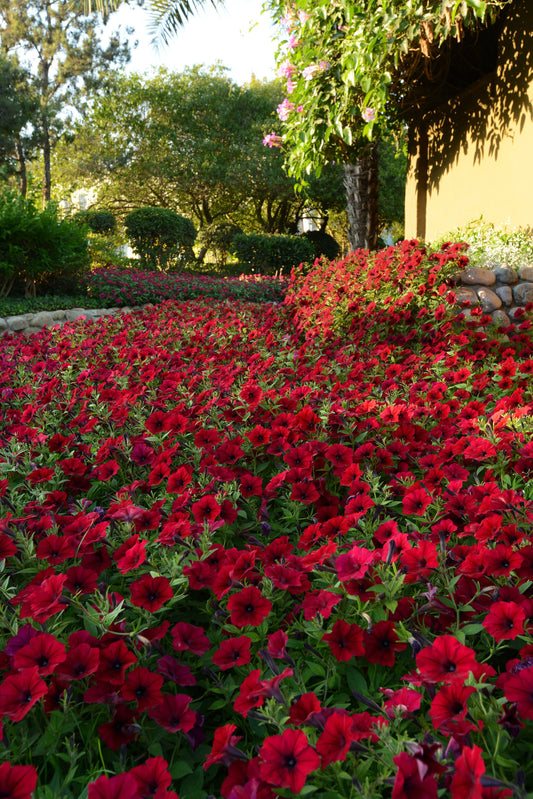 Hybrid Tidal Wave Red Velour Spreading Petunia Seeds by Seeds 'n Such in a packet with 8 pellets, showcasing vibrant flower seeds.