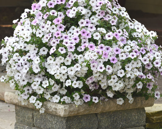 Hybrid Tidal Wave® Silver Spreading Petunia Seeds by Seeds 'n Such in a packet with 8 seed pellets, ready for planting.