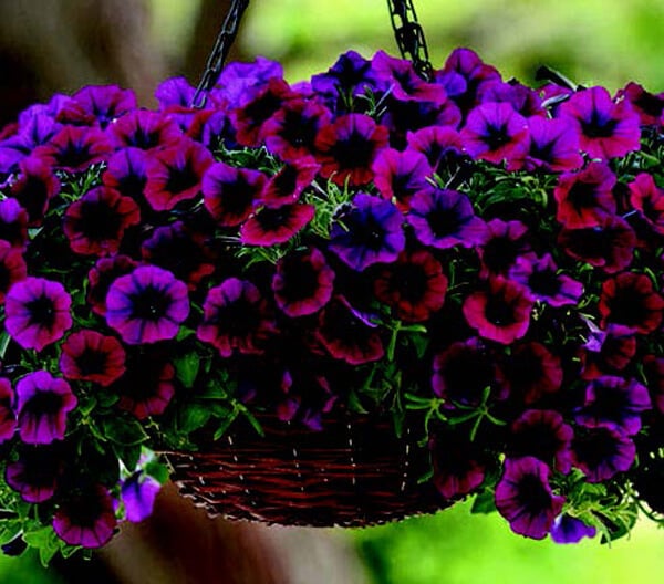 Shock Wave Deep Purple Spreading Petunia Seeds from Seeds 'n Such in a packet with 8 pellet seeds, ready for planting.