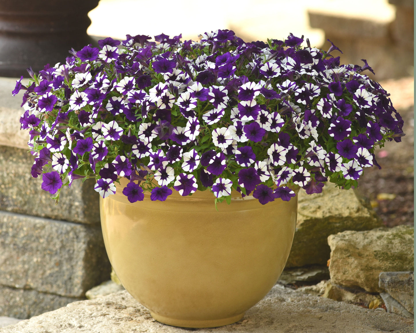 Shock Wave Purple Tie Dye Spreading Petunia Seeds by Seeds 'n Such in a seed packet with 8 pellets for vibrant garden blooms.