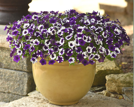Shock Wave Purple Tie Dye Spreading Petunia Seeds by Seeds 'n Such in a seed packet with 8 pellets for vibrant garden blooms.