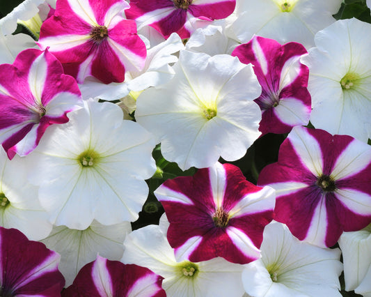 Packet of Seeds 'n Such Hybrid Easy Wave Starfish Mix Petunia seeds featuring 8 spreading petunia seeds in a colorful packet.