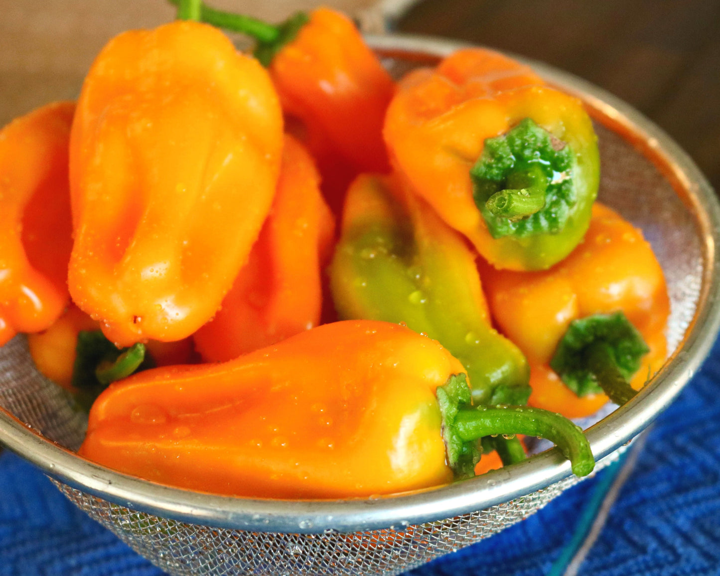 Packet of Seeds 'n Such Just Sweet Hybrid Snack Pepper, showing a colorful pepper variety on the seed packet.