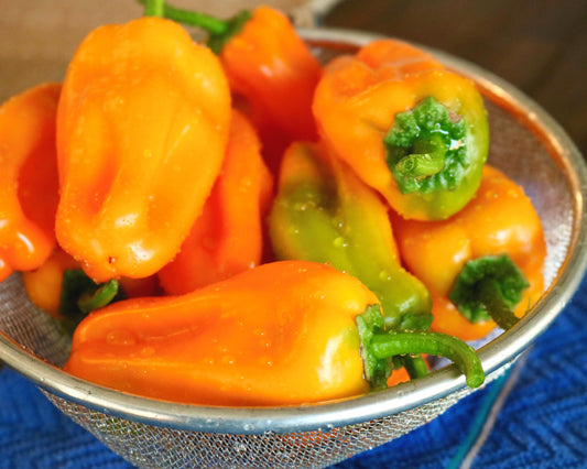 Packet of Seeds 'n Such Just Sweet Hybrid Snack Pepper, showing a colorful pepper variety on the seed packet.
