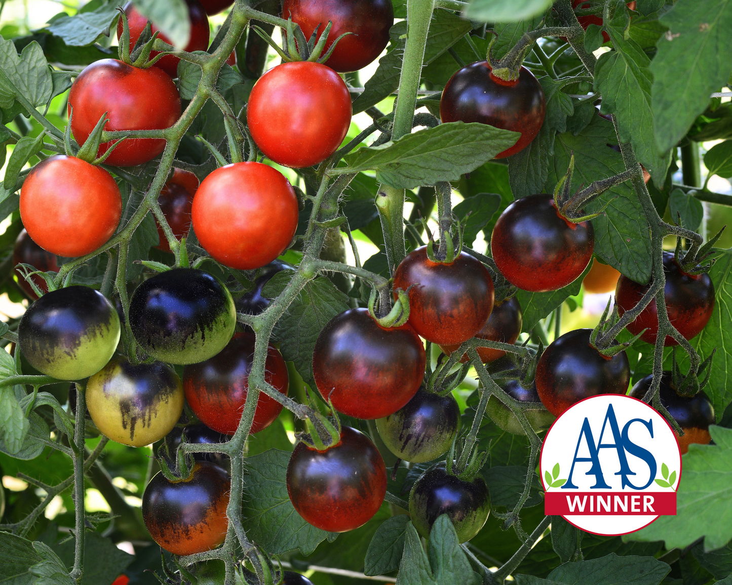 Packet of Seeds 'n Such Midnight Snack Hybrid Tomato Seeds showing 8 seeds in a colorful packet.