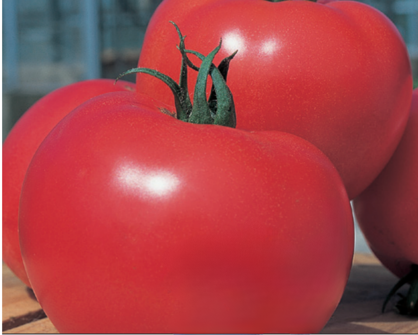 Packet of Seeds 'n Such Momotaro or Tough Boy hybrid tomato seeds showing 8 seed grains in a colorful packet.
