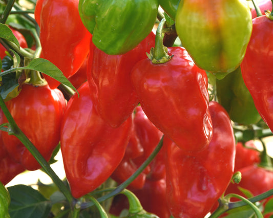 Packet of Seeds 'n Such Primero Red Habanero Hybrid Pepper Seeds showing red pepper seed packet with 8 seeds.