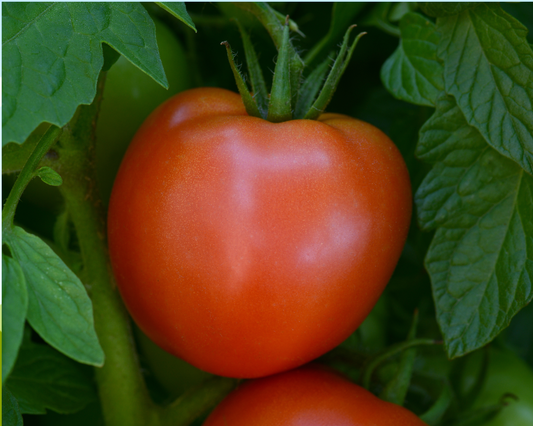 Packet of Seeds 'n Such Stellar Hybrid Tomato Seeds showing 8 seeds in a colorful packet.