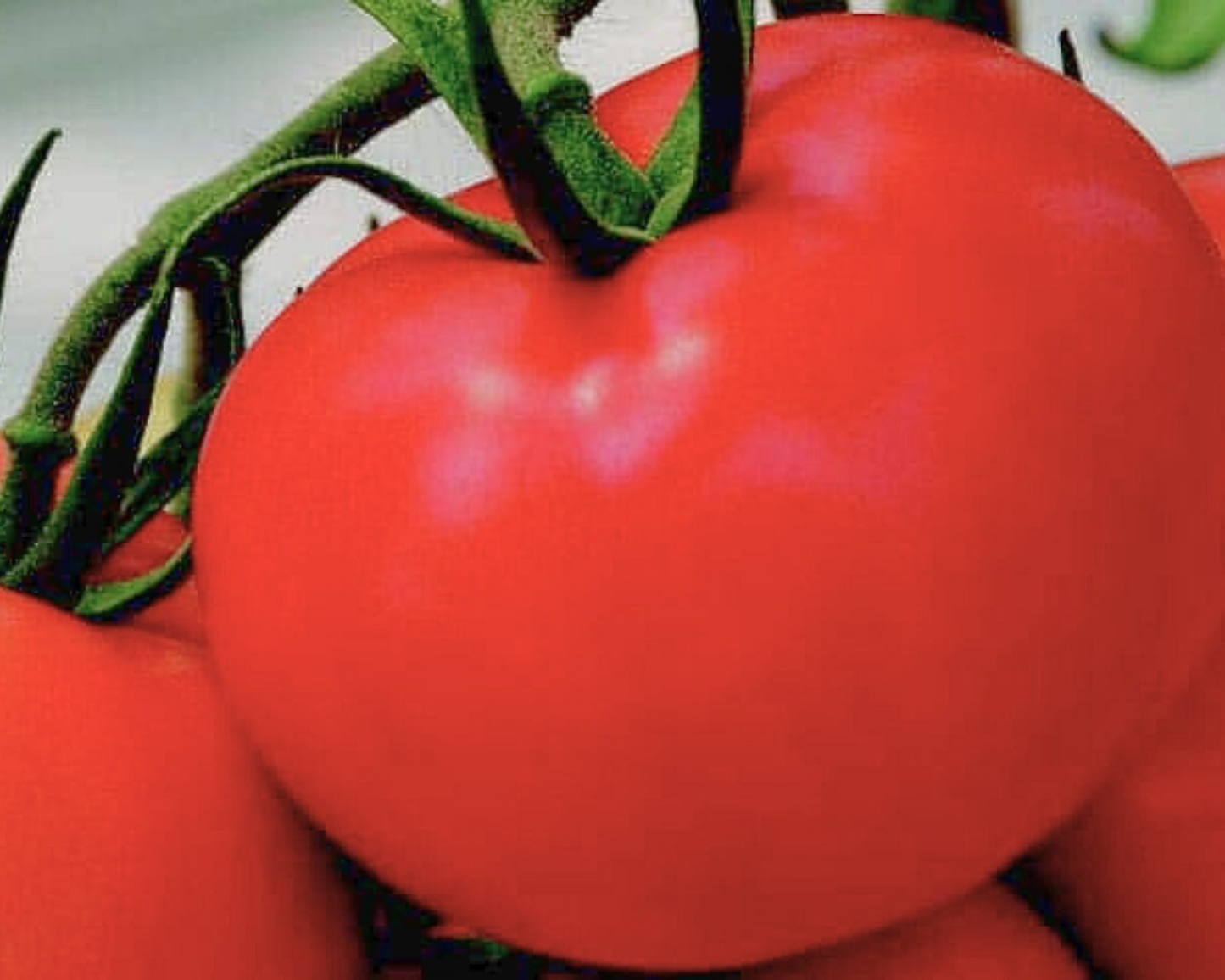Packet of Seeds 'n Such Tonopah Hybrid Tomato Seeds showing eight seeds in a colorful seed packet