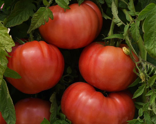 BlushingStar Hybrid Pink Beefsteak Tomato Seeds by Seeds 'n Such in a seed packet, ideal for home gardening and planting.