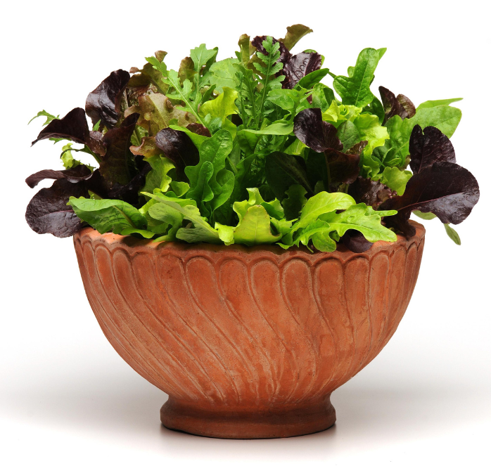 Packet of Seeds 'n Such Alfresco Mesclun Blend Lettuce Seeds with 8 to 10 pellets for fresh garden salads.