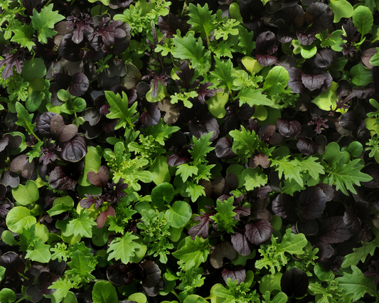 Packet of SimplySalad® Global Gourmet Mix Seeds by Seeds 'n Such showing 8 to 10 seed pellets for fresh salad greens.
