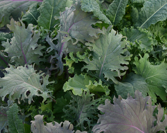 Seeds 'n Such SimplySalad Kale Storm Mix seed packet with 8 to 10 pellets, ideal for planting nutritious kale salad greens.