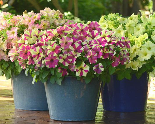 Packet of Seeds 'n Such Sophistica Lime Bicolor Hybrid Petunia Seeds with 8 to 10 pellets for planting and blooming in gardens.
