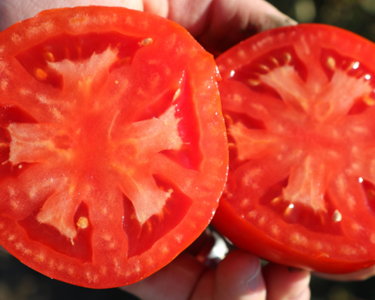Packet of Biltmore Hybrid Tomato Seeds by Seeds 'n Such showing 8 to 10 seeds in a colorful packet.