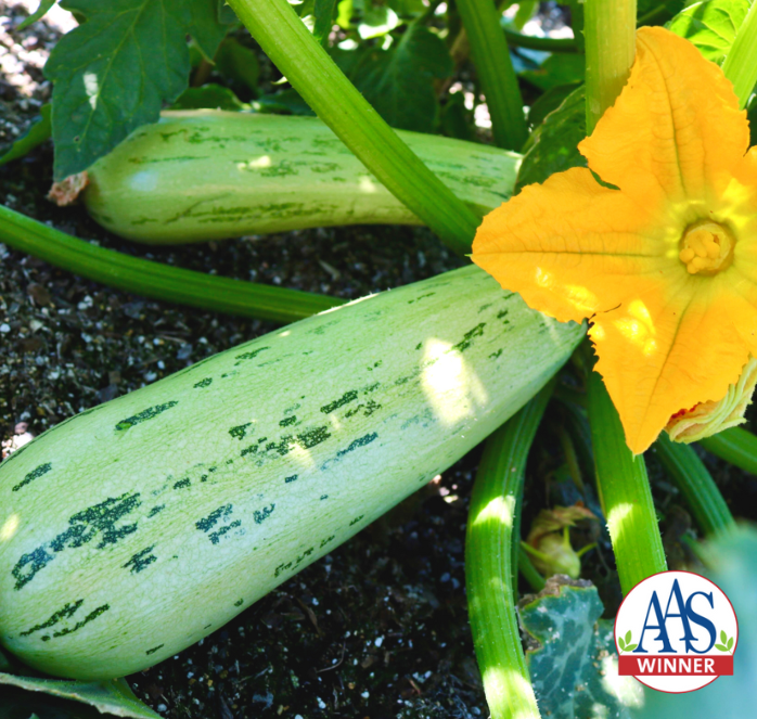 Bossa Nova Hybrid Summer Squash Seeds from Seeds 'n Such in a packet with 8 to 10 seeds, ready for planting.