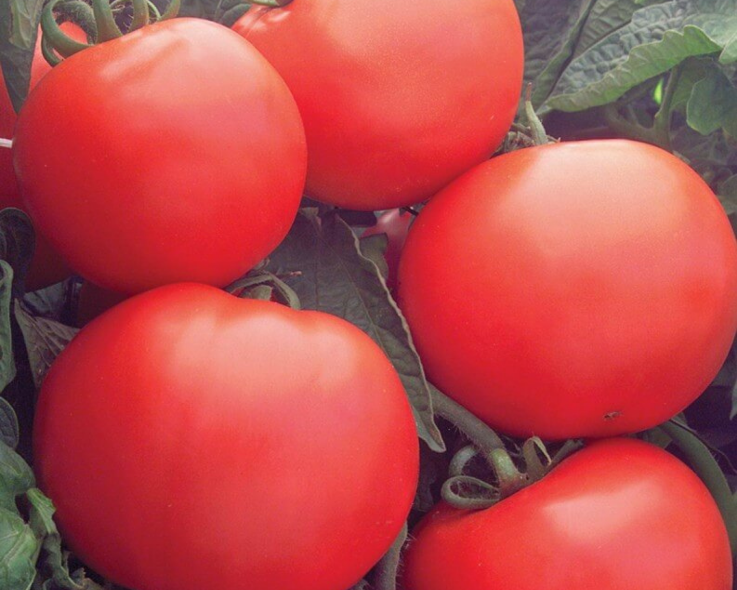 Packet of Bush Champion II Hybrid Tomato Seeds by Seeds 'n Such, showing 8 to 10 seeds in a colorful packet.
