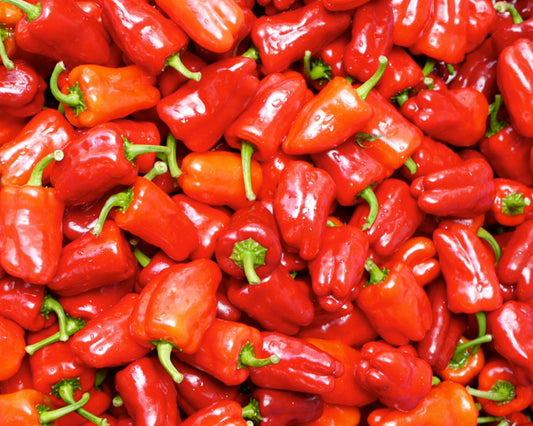 Packet of Cajun Belle Hybrid Bell Pepper Seeds from Seeds 'n Such, containing 8 to 10 seeds for home gardening.
