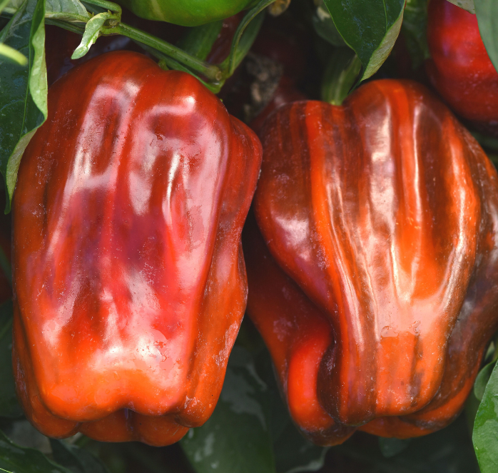 Packet of Candy Cane Chocolate Cherry Hybrid Pepper Seeds from Seeds 'n Such, featuring colorful seed variety for planting.