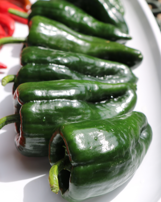 Carranza Hybrid Pepper Seeds from Seeds 'n Such in a packet, featuring 8 to 10 seeds for planting.