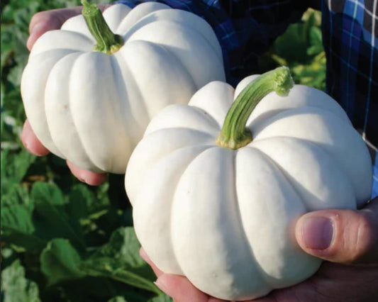 Casperita Hybrid Pumpkin Seeds from Seeds 'n Such in a packet, showing bright orange pumpkin seeds ready for planting.
