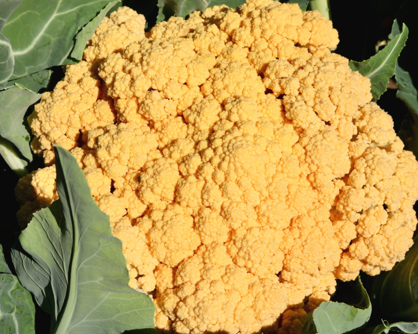Cheddar Hybrid Cauliflower Seeds - Blessings Grow Meadows