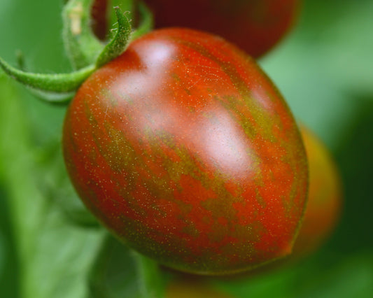 Packet of Seeds 'n Such Chocolate Sprinkles Hybrid Tomato Seeds showing 8 to 10 seeds in the packet.