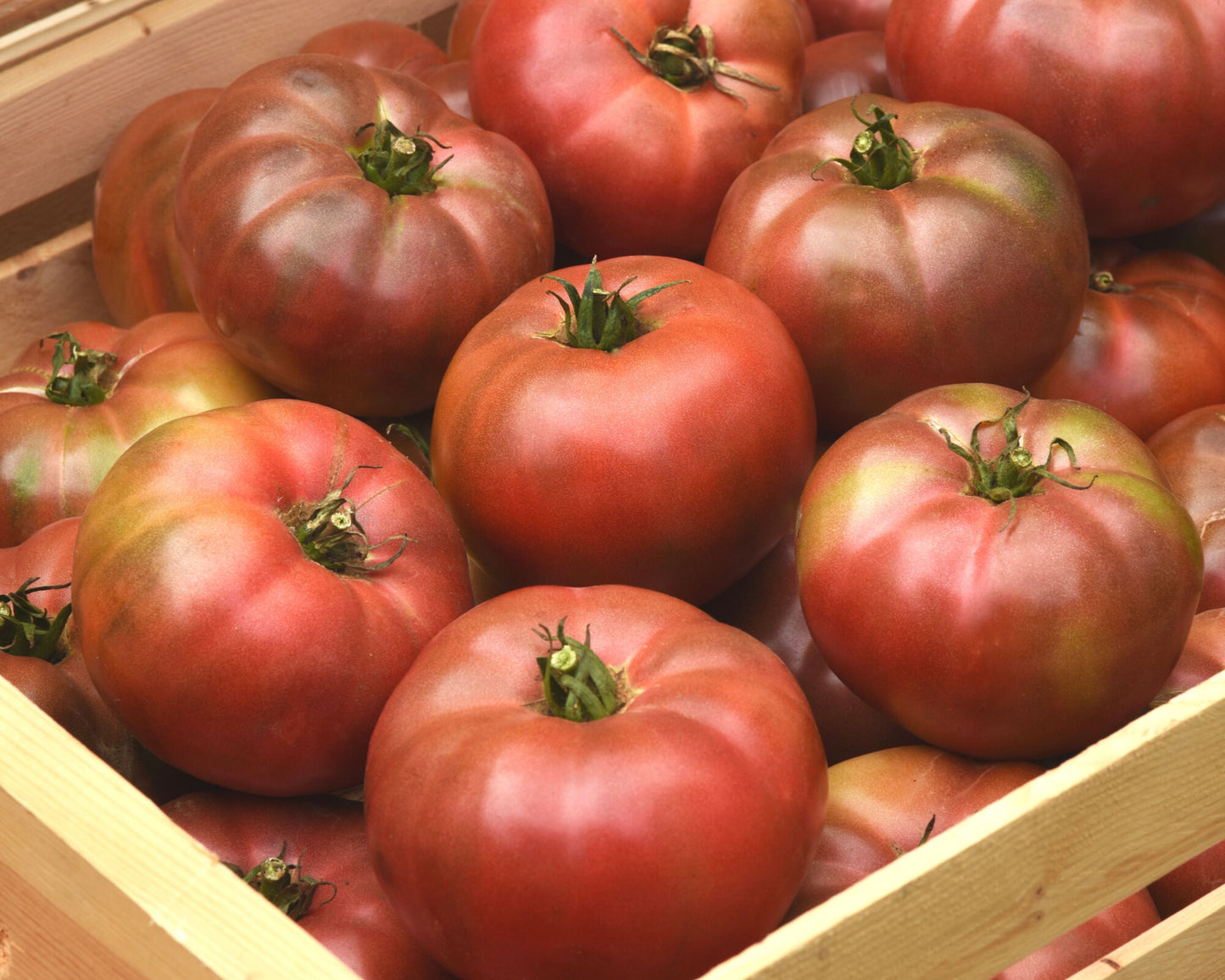 Darkstar Hybrid Tomato Seeds packet from Seeds 'n Such showing 8-10 seeds inside, ideal for home gardening and fresh tomato cultivation.