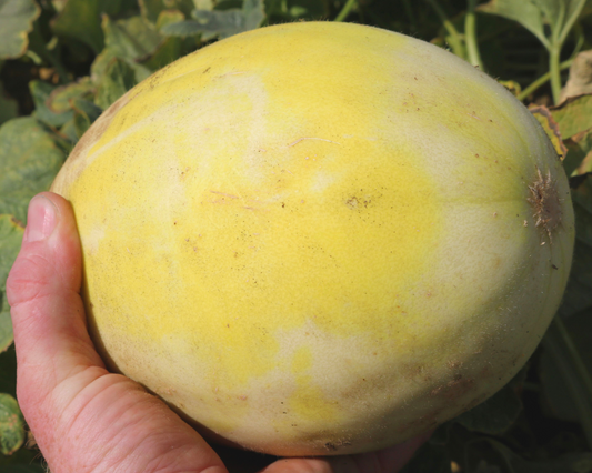 Packet of Earli Dew Hybrid Honeydew Seeds from Seeds 'n Such, showing 8 to 10 seeds in a labeled seed packet
