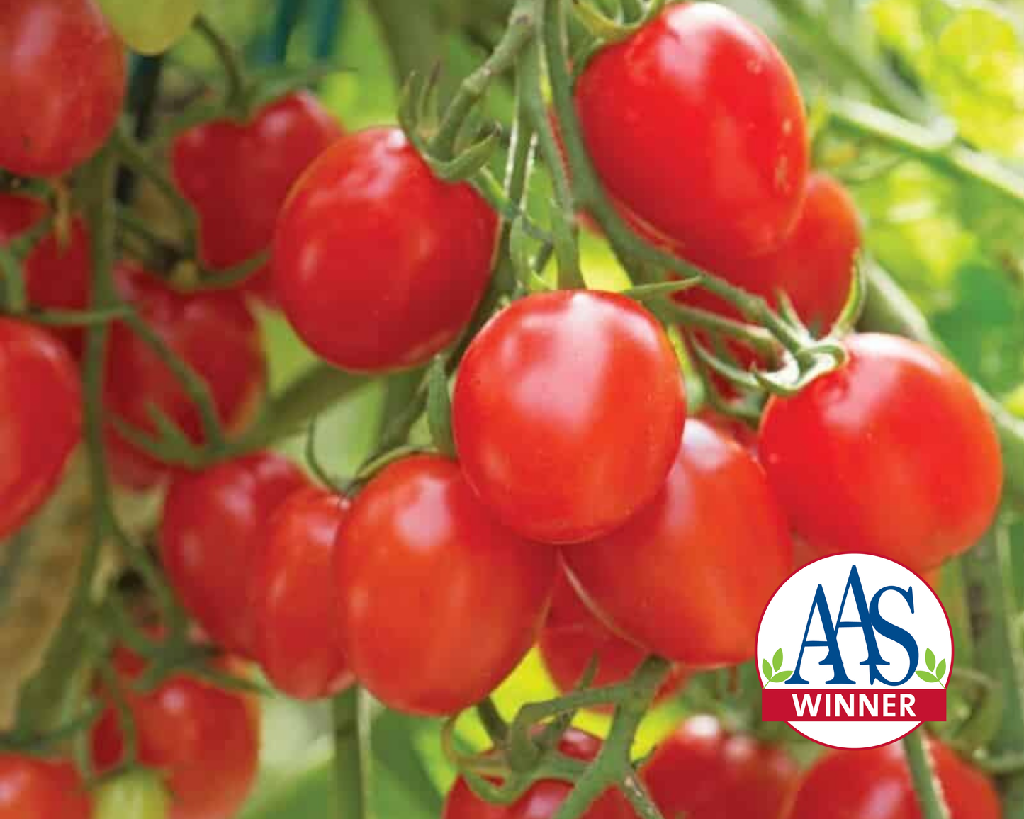 Fantastico Hybrid Tomato Seeds packet from Seeds 'n Such showing 8 to 10 seeds inside for planting.