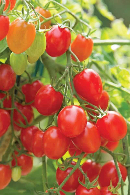 Packet of Fantastico Hybrid Tomato Seeds by Seeds 'n Such, showing the seed packet with 8-10 seeds inside.