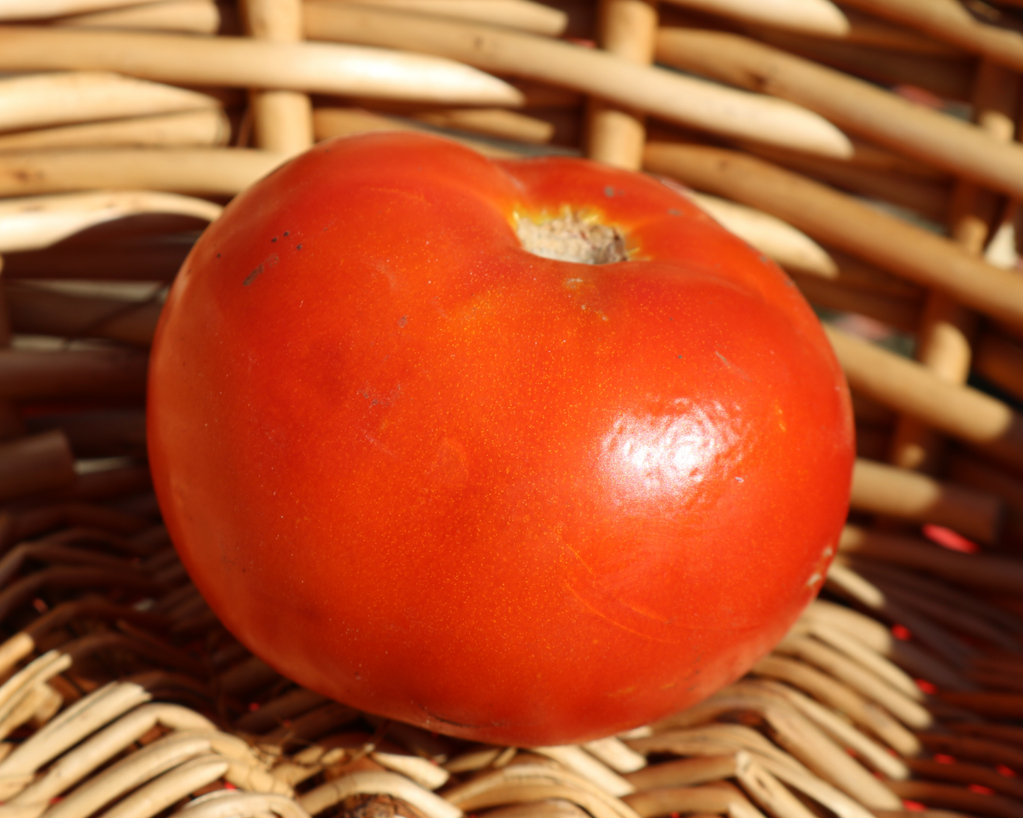Heatmaster Hybrid Tomato Seeds packet from Seeds 'n Such showing 8-10 seeds in a colorful packet for planting.