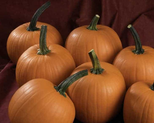 Packet of Seeds 'n Such Hijinks Hybrid Pumpkin Seeds showing 8 to 10 seeds in a clear packet.