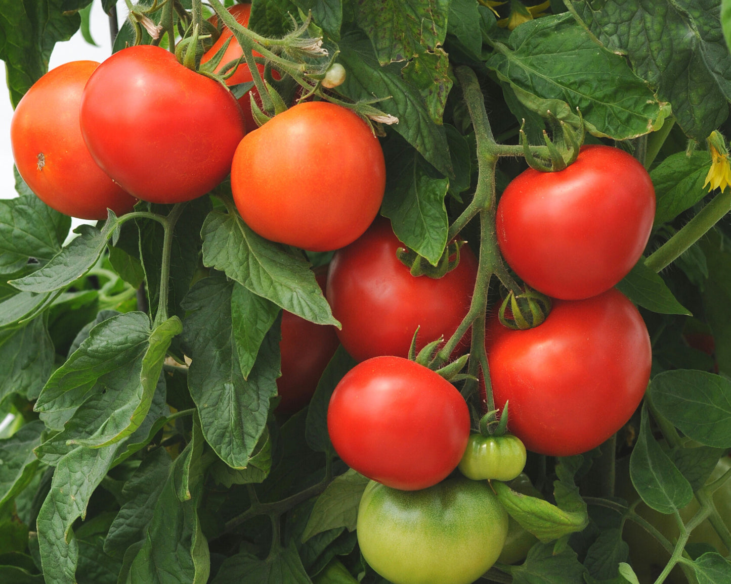 Packet of Seeds 'n Such Homeslice Hybrid Tomato Seeds showing 8 to 10 seeds in a colorful packet.