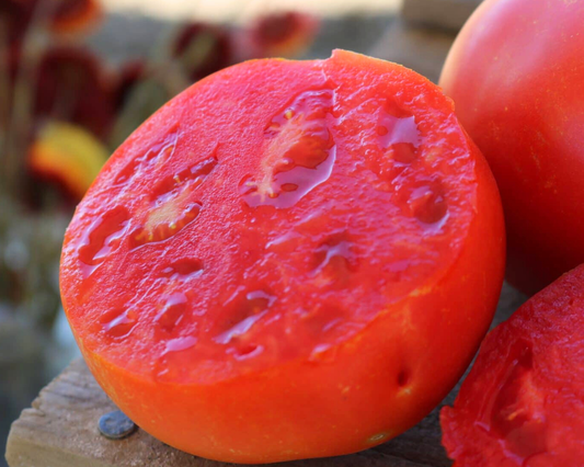 Packet of Seeds 'n Such Jamestown Hybrid Tomato Seeds showing 8 to 10 seeds in a resealable packet.