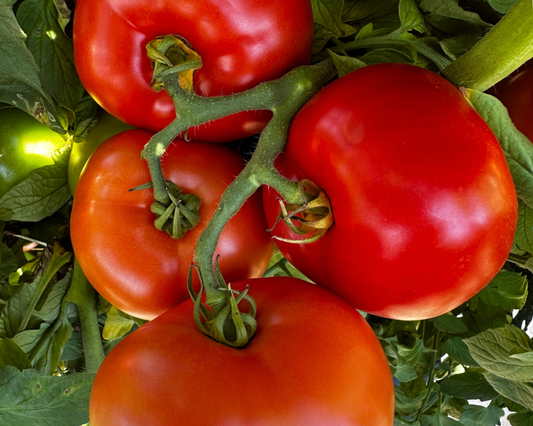 Packet of Jolene Hybrid Tomato Seeds from Seeds 'n Such, showing 8 to 10 seeds inside a colorful seed packet.